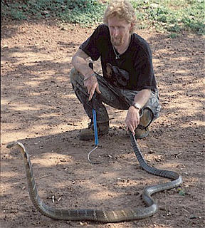 Mark tails a King Cobra