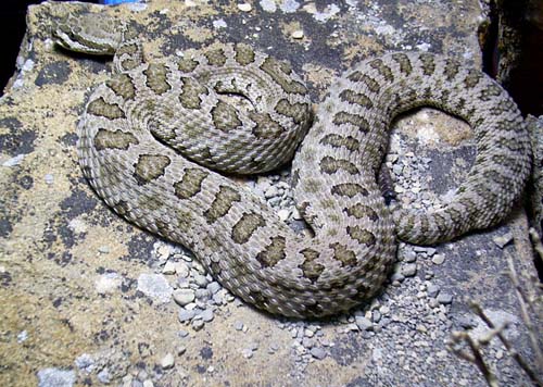 Midget Faded Rattlesnake