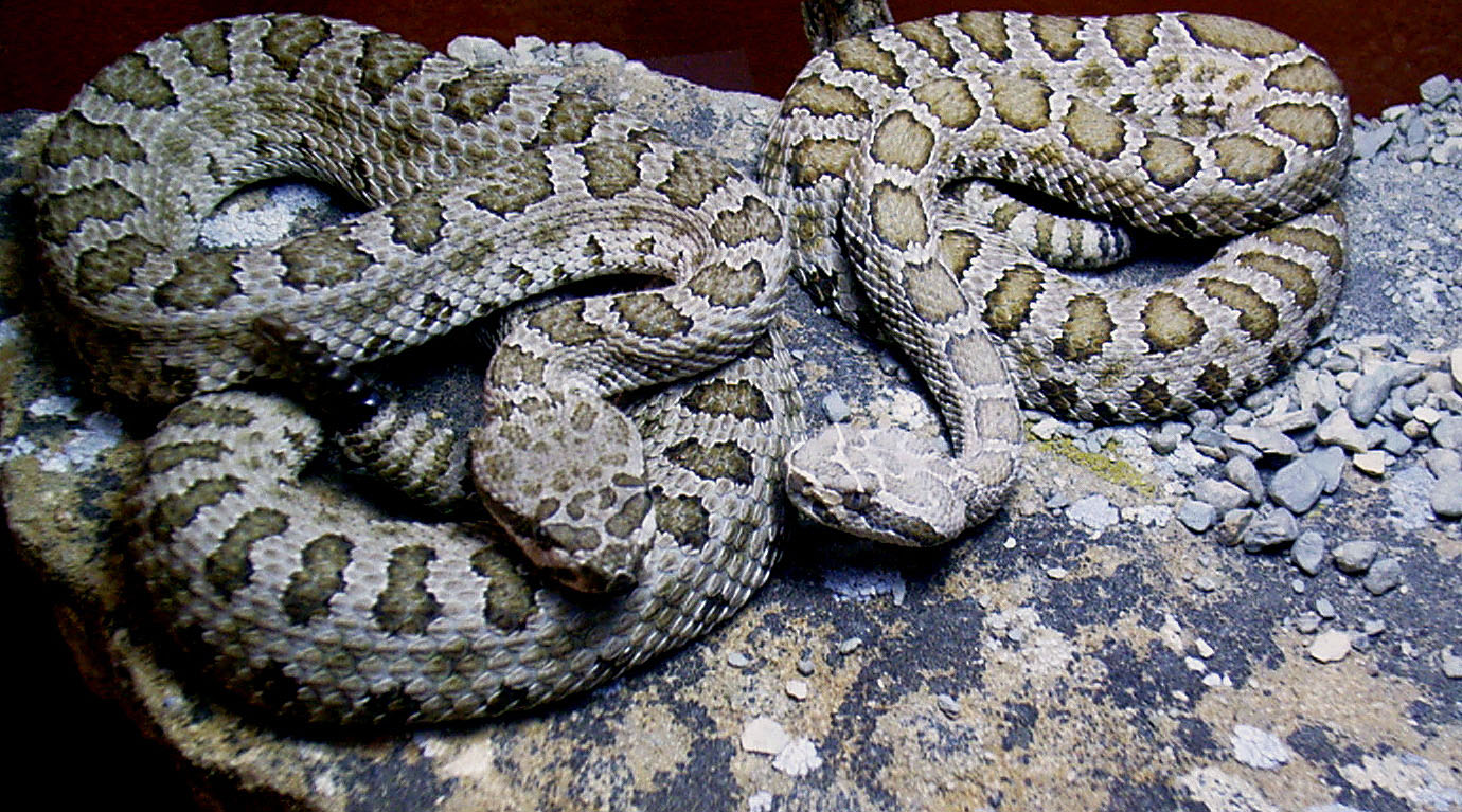 Midget Faded Rattlesnake