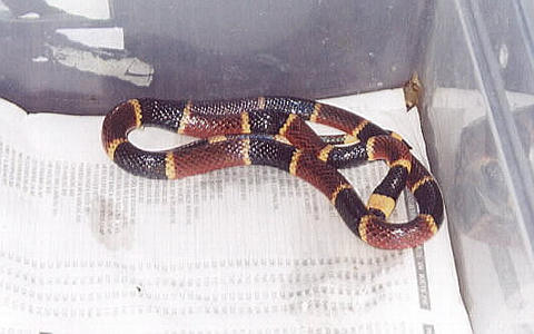 Eastern Coral Snake