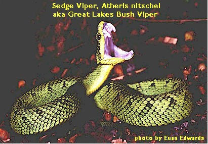 Bitten by a Sedge Viper !