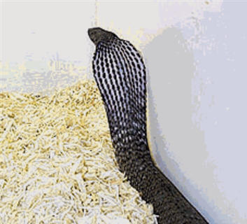 The Rinkhals Spitting Cobra