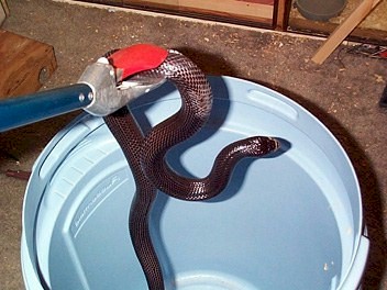 A Desert Blacksnake