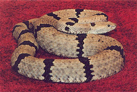 Franklin Mtns Banded Rock Rattlesnake