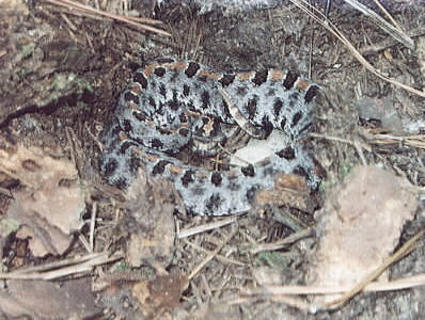 Carolina Pigmy rattlesnake