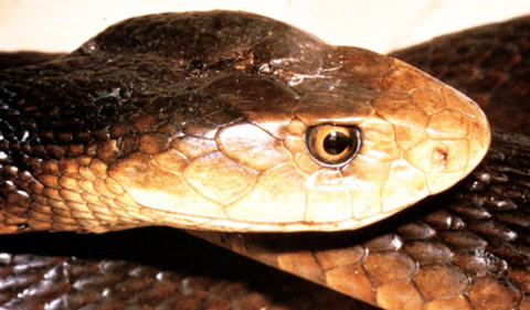 Coastal Taipan