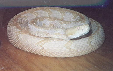 Amelanistic Canebrake Rattlesnake