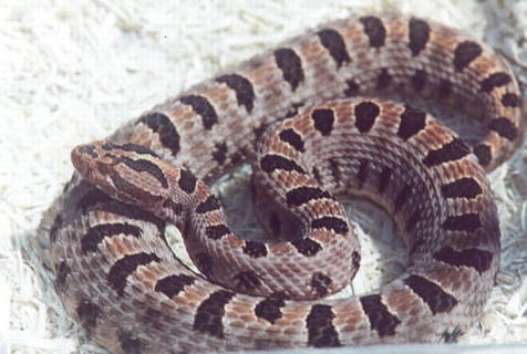Carolina Pigmy Rattlesnake