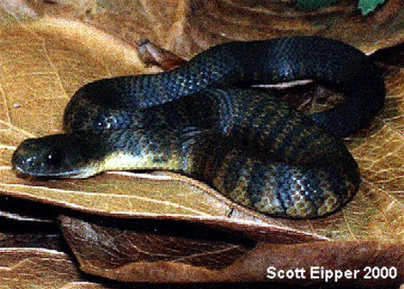 The Eastern Tiger Snake