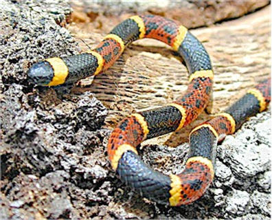 Eastern Coral Snake