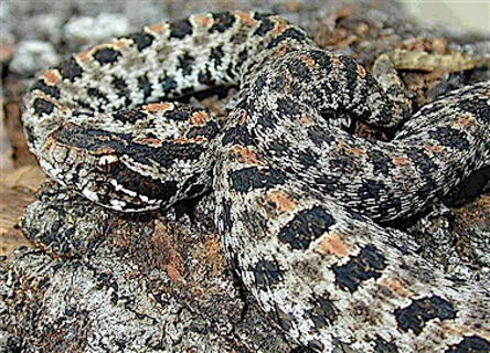 Dusky Pigmy Rattlesnake