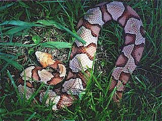 Southern Copperhead