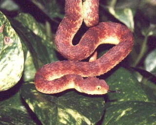 Variable Bush Viper