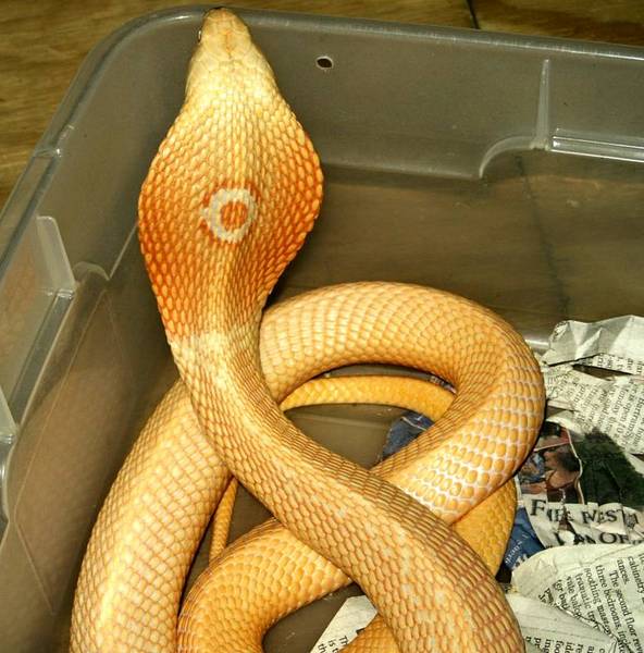 http://www.venomousreptiles.org/data/classifieds/images/14955.jpg