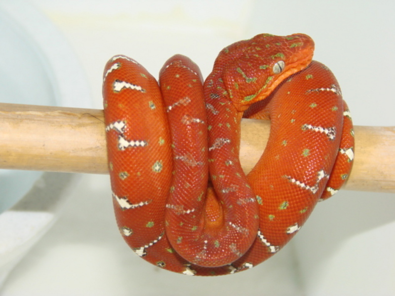 Baby Emerald Tree Boa Pictures 25