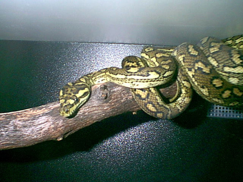 VenomousReptiles Classifieds Carpet Python