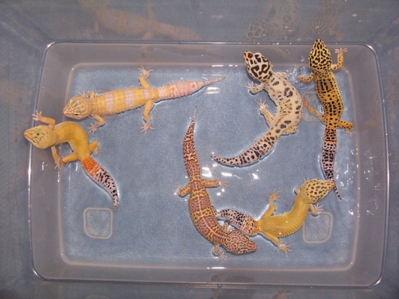 Leopard Geckos For Sale