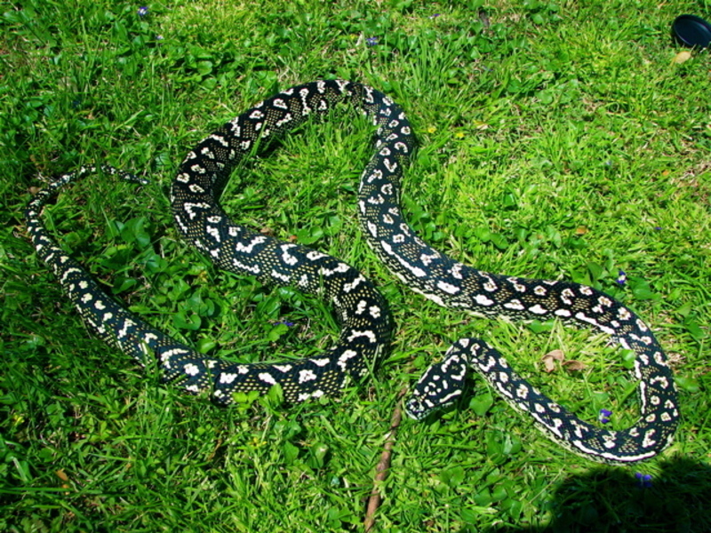 VenomousReptiles Classifieds Trophy Carpet Python For Sale 