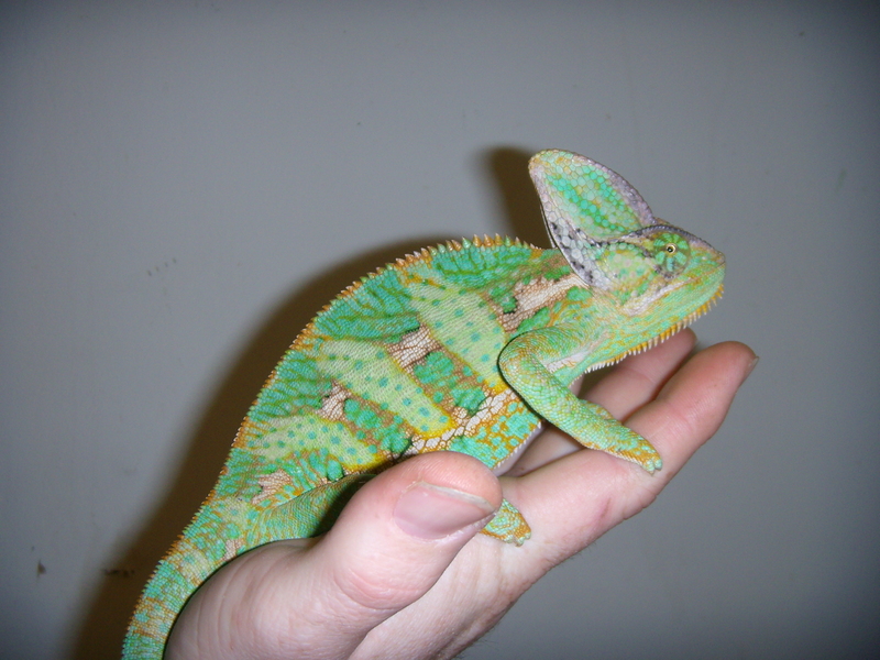 Male Veiled Chameleon
