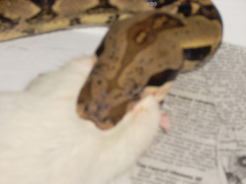venomousreptiles org classifieds feeder rats venomousreptiles org classifieds feeder rats