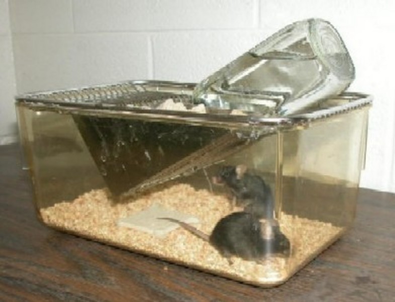 Mouse Cage