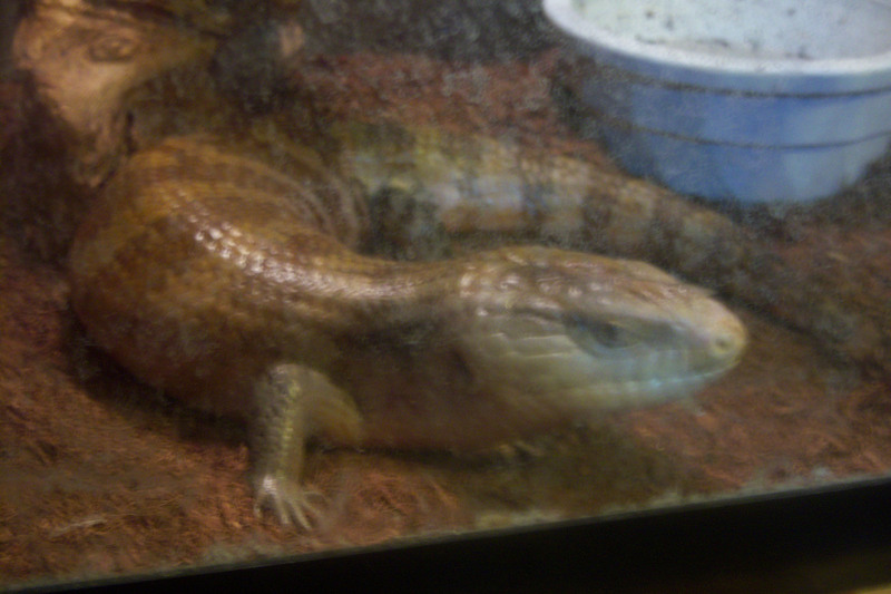 venomousreptiles org classifieds indiana reptiles and rodents venomousreptiles org classifieds indiana reptiles and rodents