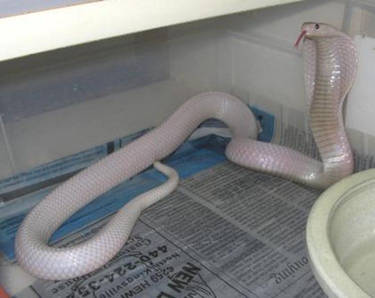 Leucistic Cobra