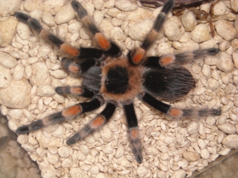 Tarantulas For Sale