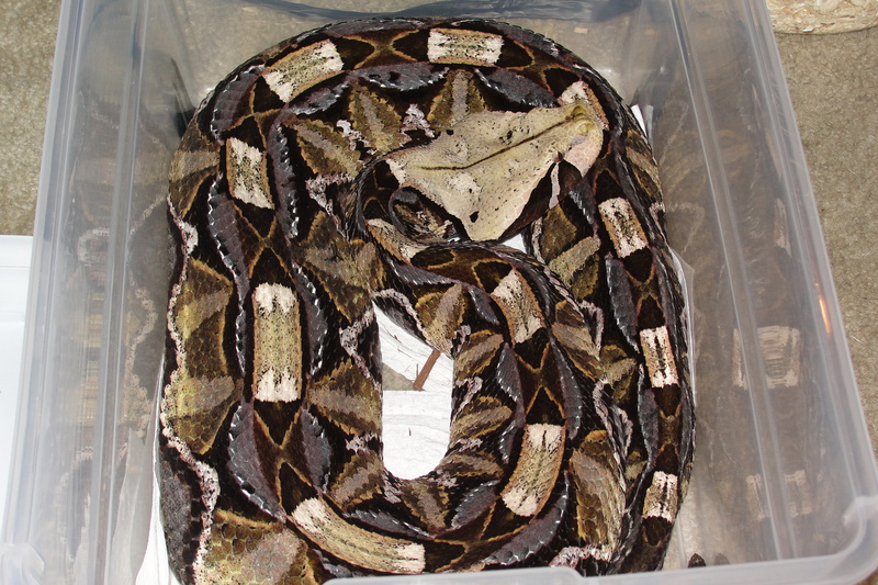 Classifieds 1.1 ADULT EAST AFRICAN GABOON VIPERS!