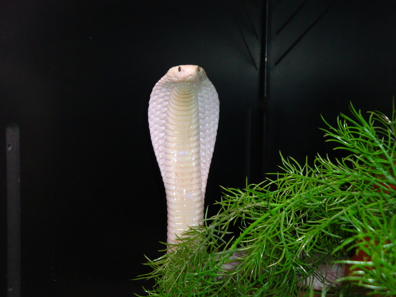 Leucistic Monocled Cobra