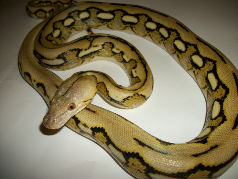 platinum reticulated python