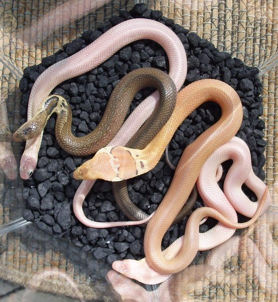Cobra Morphs Ve...