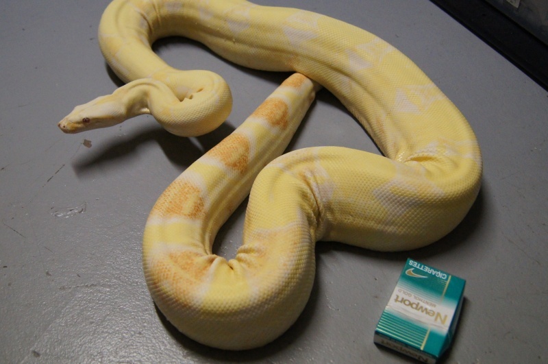 buffet skuffet Retningslinier VenomousReptiles.org Classifieds Big Albino red tail boa