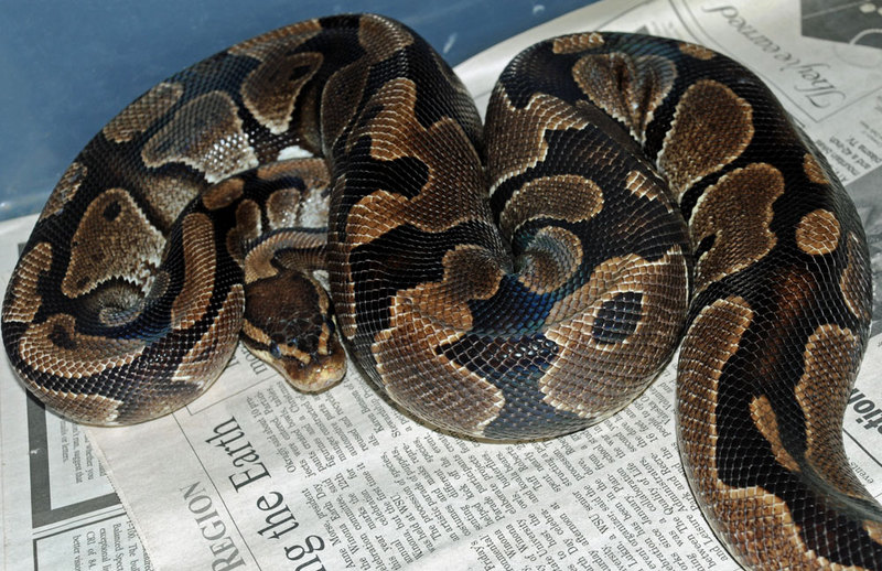 Adult Female Ball Python 93