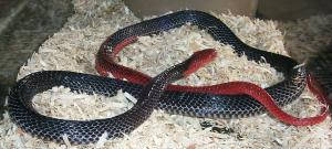 Malayan Long Glanded Coral Snake (Maticora bivirgata)