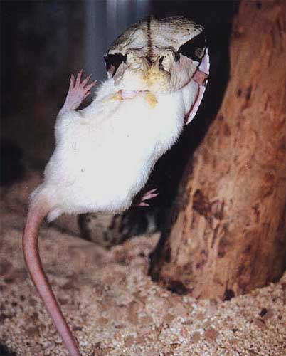 rat1.jpg [32 Kb]