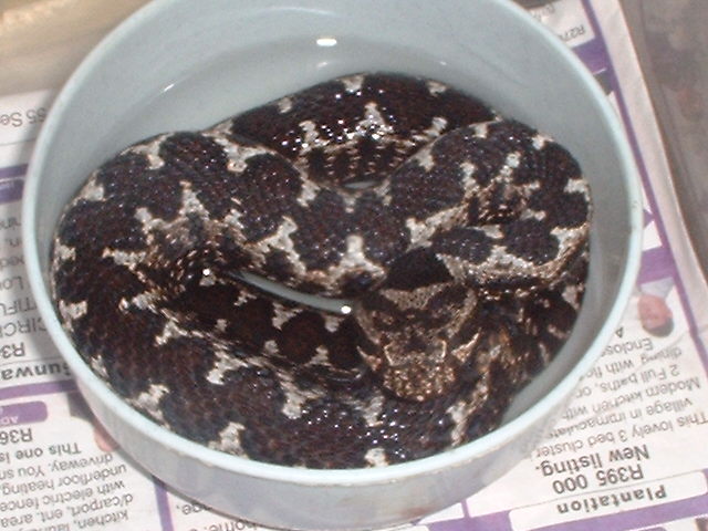 DSCF0063.JPG [80 Kb]