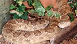 C.v.viridis5.jpg [22 Kb]