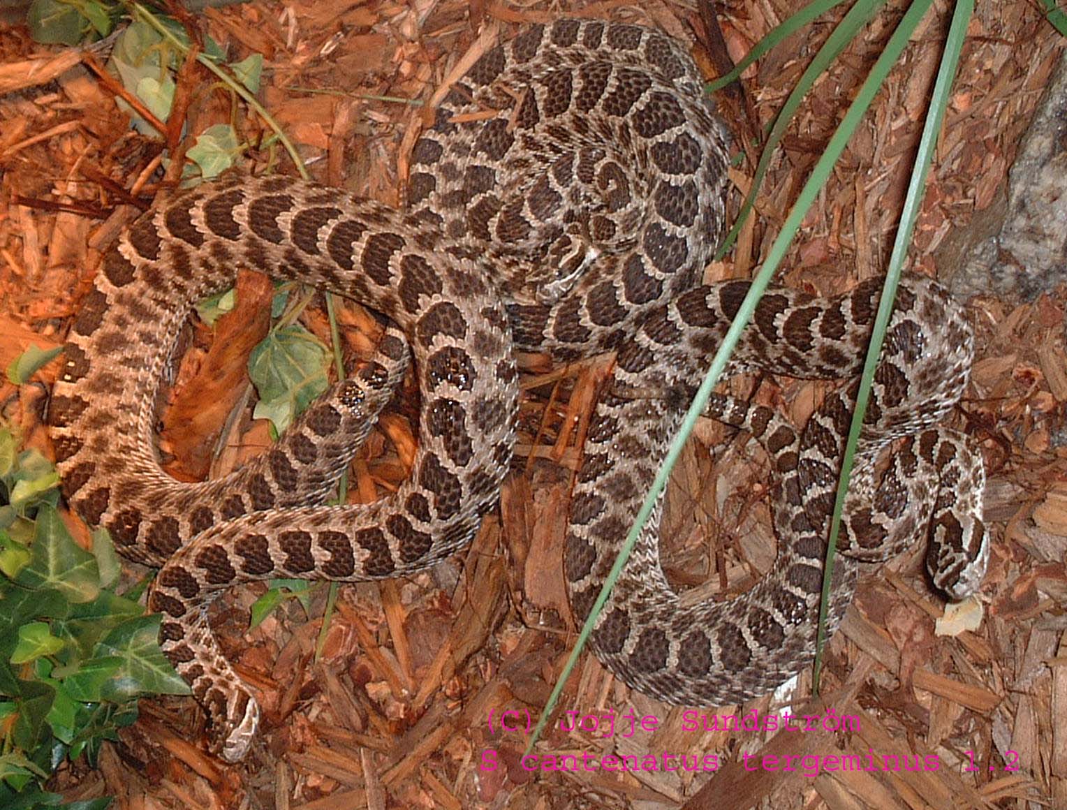 massasauga3.jpg [294 Kb]