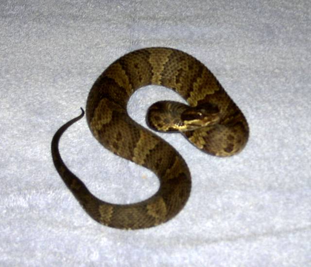 Cottonmouth.jpg [46 Kb]
