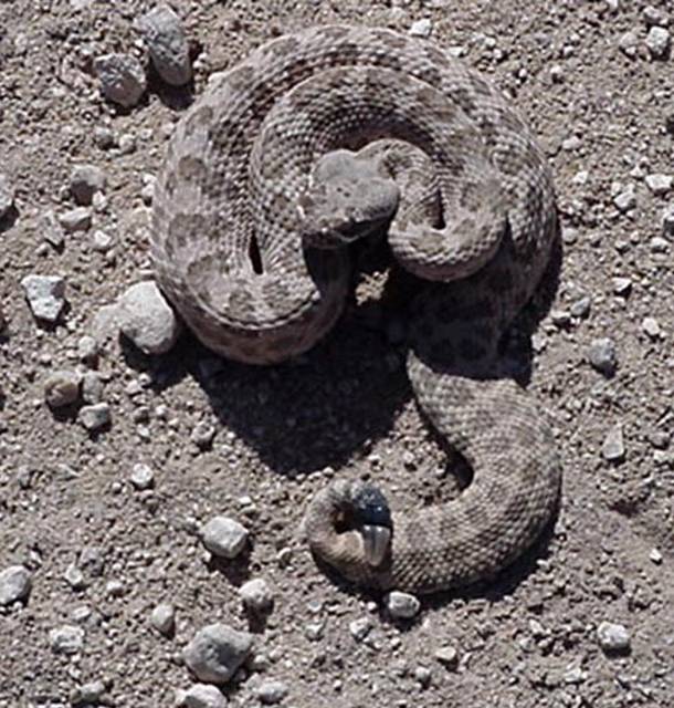 trailsnake062801.JPG [87 Kb]
