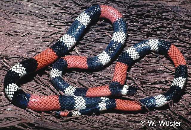 Micrurus_dissoleucus.jpg [72 Kb]