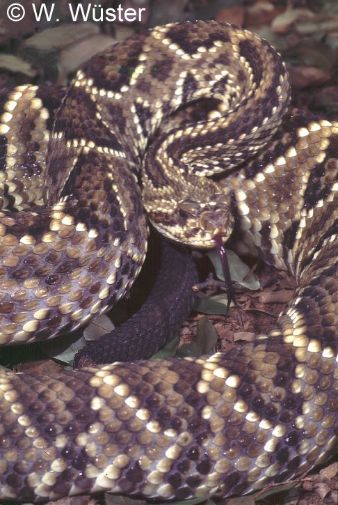 Crotalus_dur_collilineatus.jpg [99 Kb]