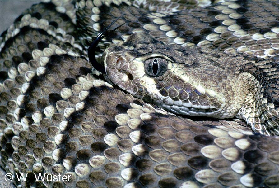 Crotalus_scutulatus2.jpg [165 Kb]