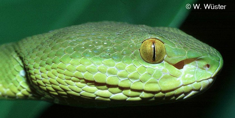 Trimeresurus_albolabris.jpg [77 Kb]