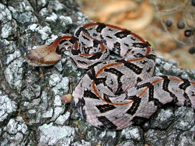 Canebrake(GlenvilleGA)3.jpg [205 Kb]