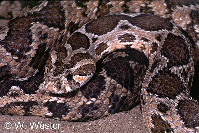 Vipera_palaestinae1C.jpg [165 Kb]