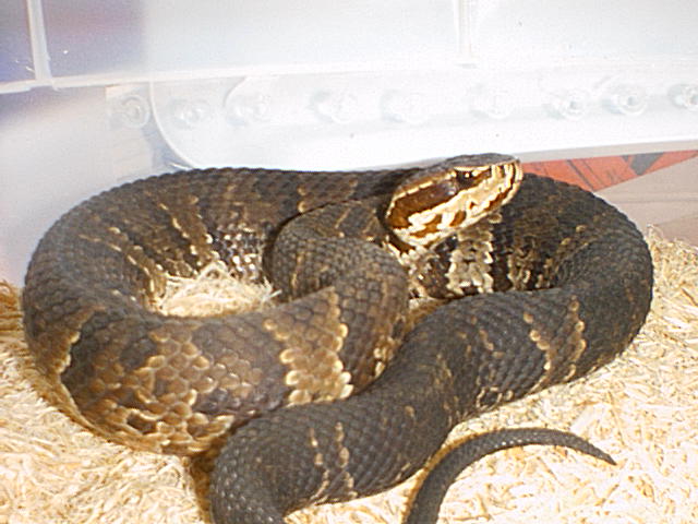 Nd620002.jpg [69 Kb]