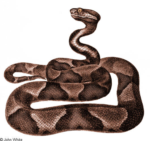 copperhead_small.jpg [61 Kb]