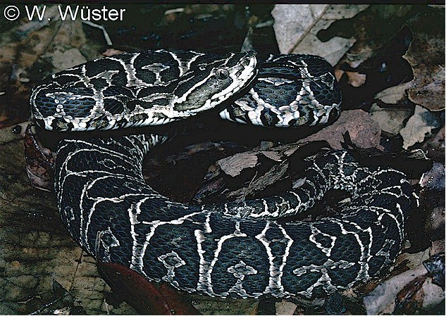 bothrops_alternatus2.jpg [156 Kb]